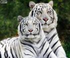 Белые бенгальские тигры
